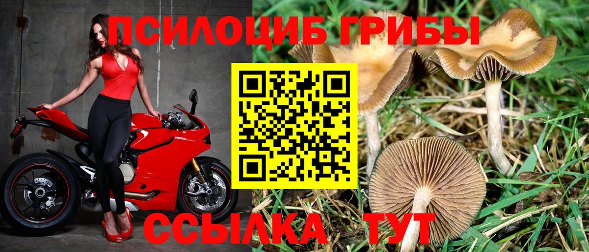 Псилоцибиновые грибы прущие грибы Кандалакша
